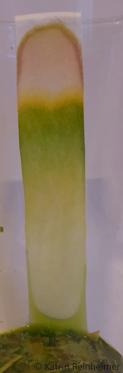 Ergebnis mit grünen, gelben und roten Farbstoffen Ergebnis bei Blättern, die sowohl grüne und gelbe, als auch rote Farbstoffe enthalten.