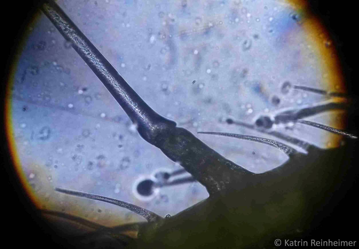 Mikroskopaufnahme von einem Brennhaar mit Sollbruchstelle.