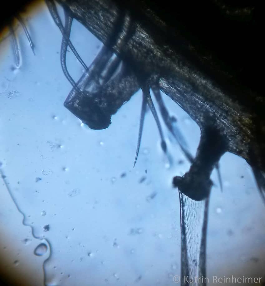 Mikroskopaufnahme von zwei Brennhaaren. Eines ist an der Sollbruchstelle abgebrochen.