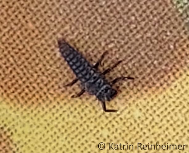 Marienkäferlarve Die Larve ist erst ganz schwarz.