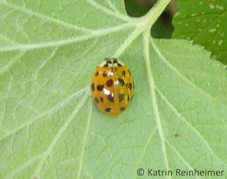 Nach drei Stunden hat der Marienkäfer seine orange Farbe mit den schwarzen Flecken.