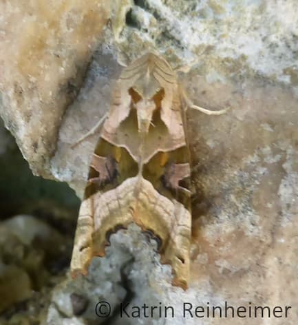Achateule Achateule