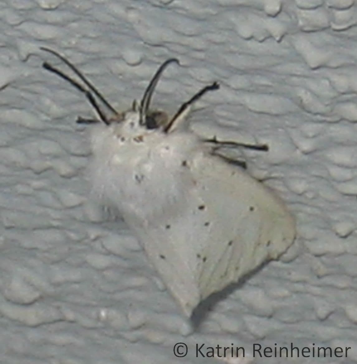 Breitflügeliger Fleckleibbär (Weiße Tigermotte)