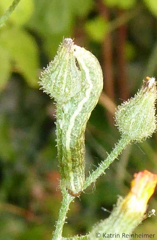 Gut getarnte Raupe der Gammaeule. Gut getarnte Raupe der Gammaeule.