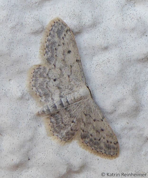 Grauer Zwergspanner Grauer Zwergspanner