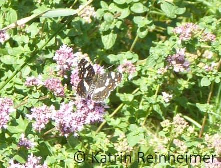 Landkärtchen (Sommerform)