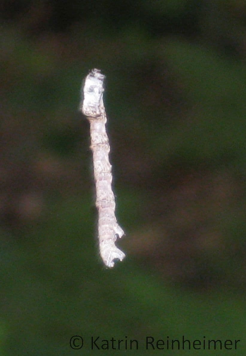 Raupe eines Spanners. Man sieht sie manchmal an einem Faden vom Baum hängen, sonst gut getarnt als Ast. Raupe eines Spanners. Man sieht sie manchmal an einem Faden vom Baum hängen, sonst gut getarnt als Ast.