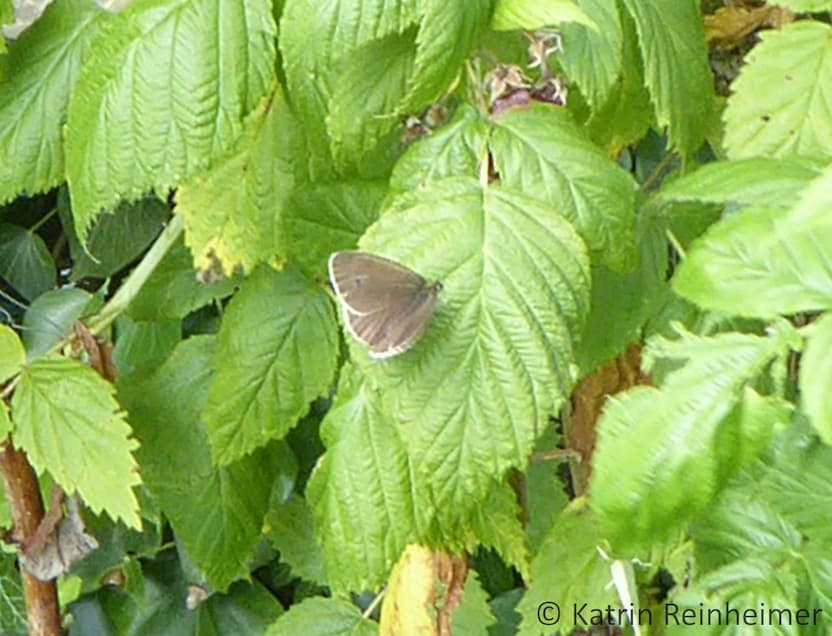 Schornsteinfeger (Brauner Waldogel) von oben Schornsteinfeger (Brauner Waldvogel) von oben