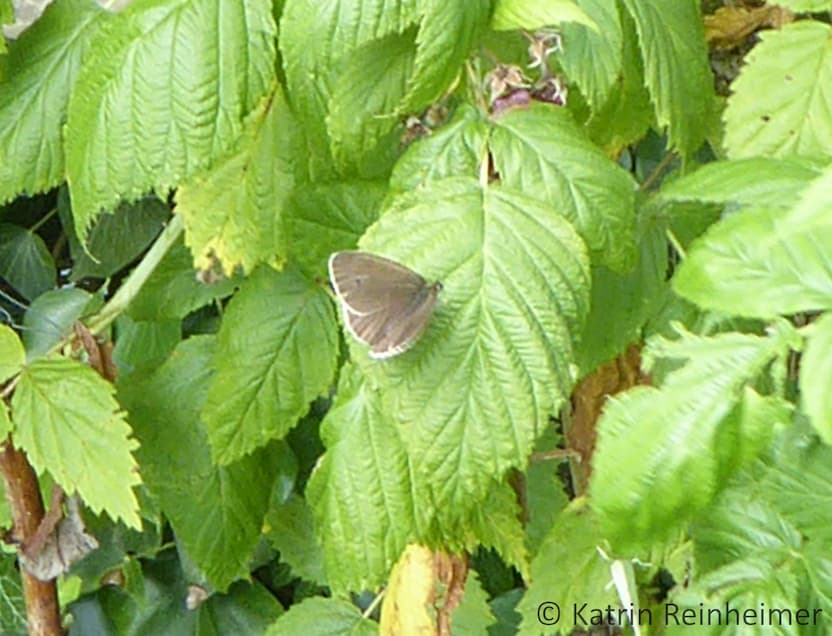 Schornsteinfeger (Brauner Waldvogel) von oben