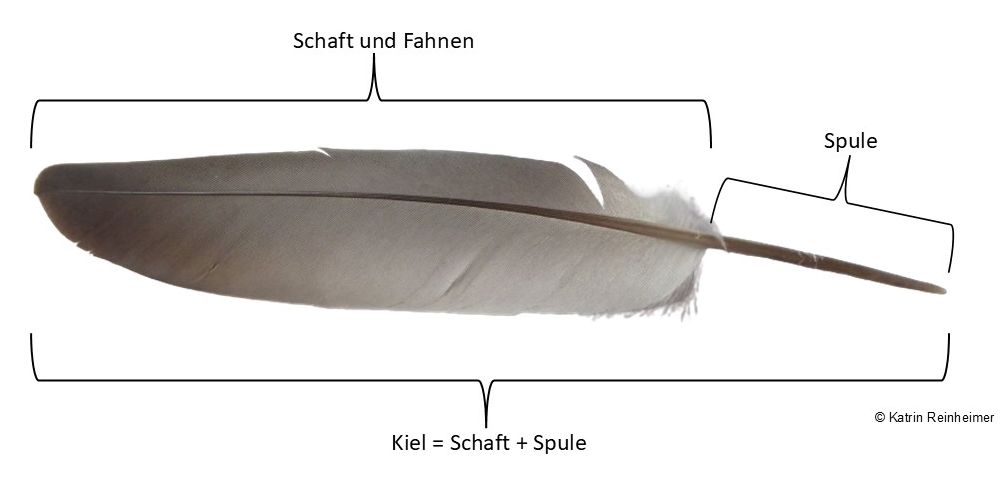 Oberseite einer Feder: Schaft, Fahnen und Spule.