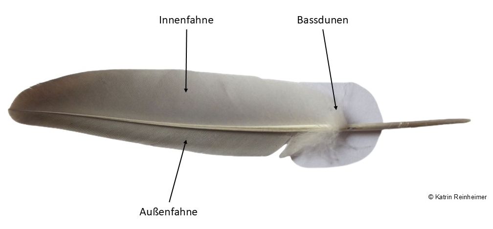 Unterseite einer Feder: Innenfahne, Außenfahne und Bassdunen.