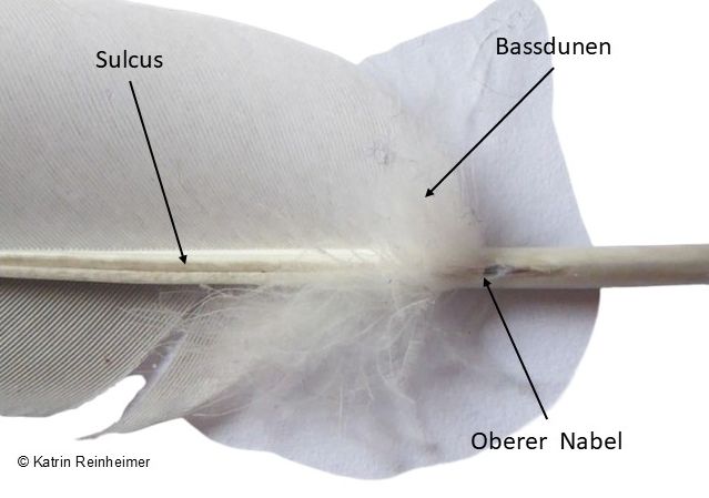 Aufbau des Federkiels