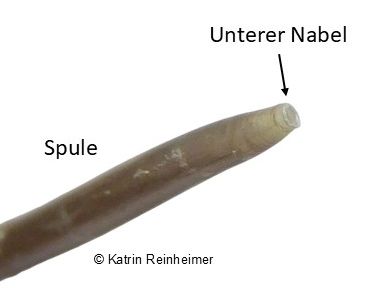 Spule einer Feder