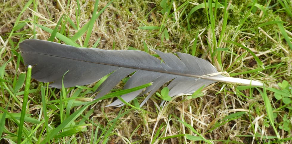 Vogelfedern