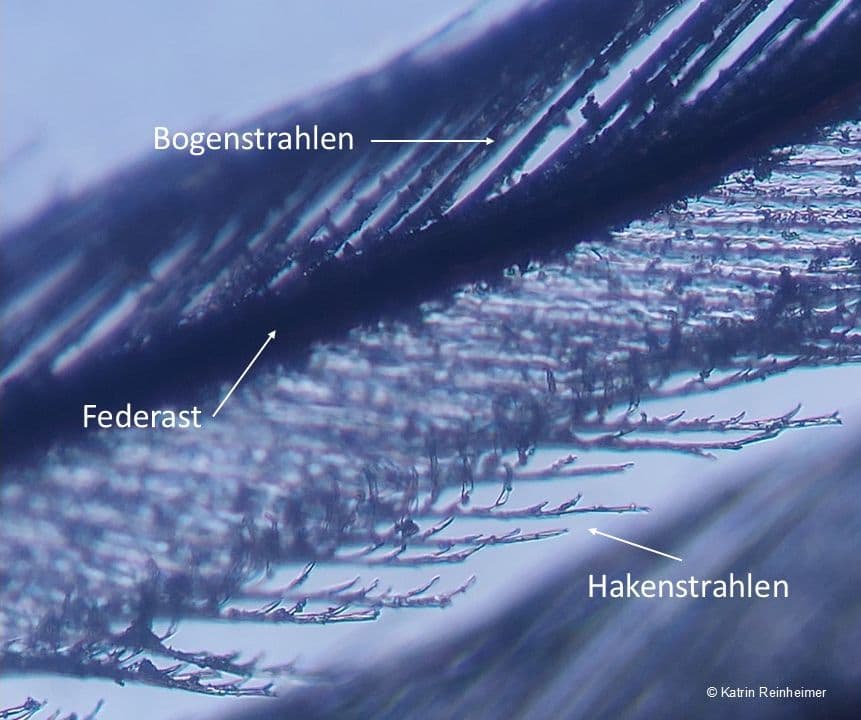 Federast, Bogenstrahlen und Hakenstrahlen