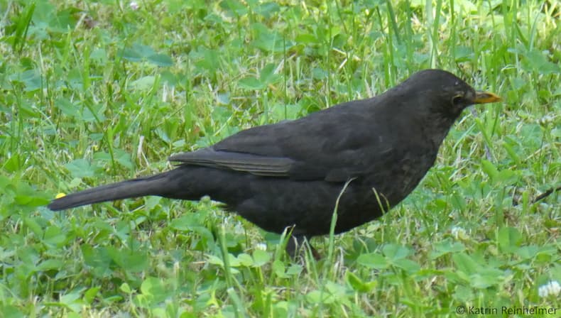 Junge Amsel mit dunklem Gefieder