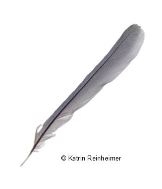 Feder einer Blaumeise