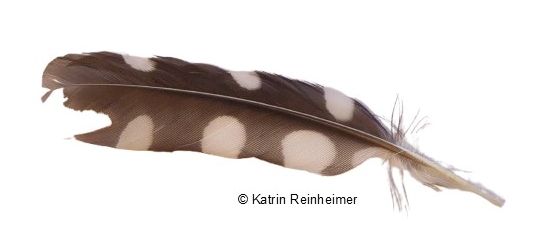 Feder eines Buntspechts