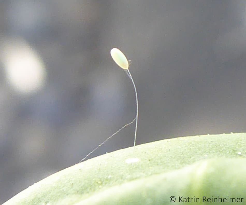 Das Ei einer Florfliege hängt an einem Eistiel.