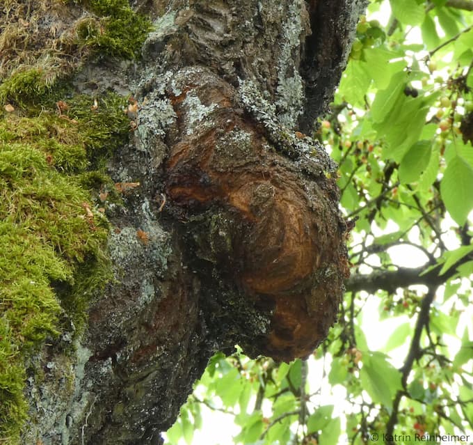 Von einem Bakterium ausgelöste Galle an einem Kirschbaum
