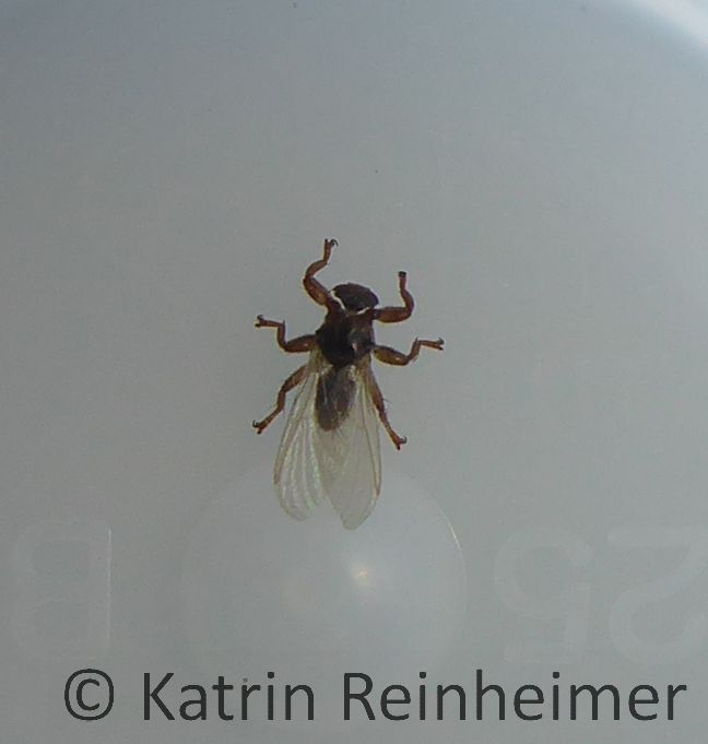 Hirschlausfliege. Hirschlausfliege, von oben fotografiert.