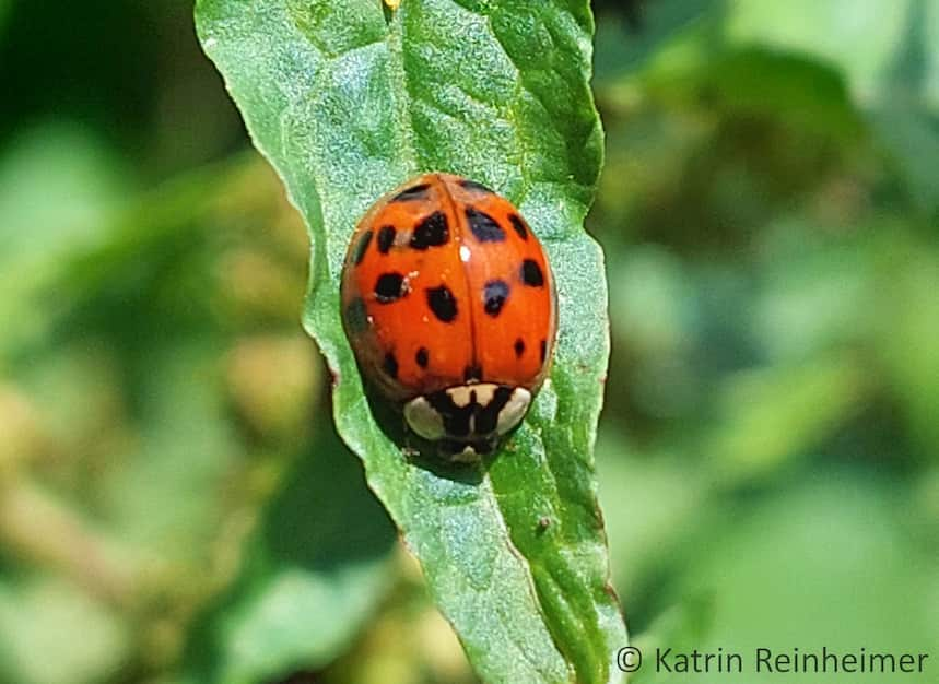 Ein roter Marienkäfer mit schwarzen Punkten.