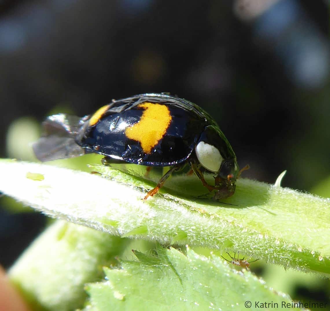 Ein schwarzer Marienkäfer mit gelben Punkten frisst eine Blattlaus.