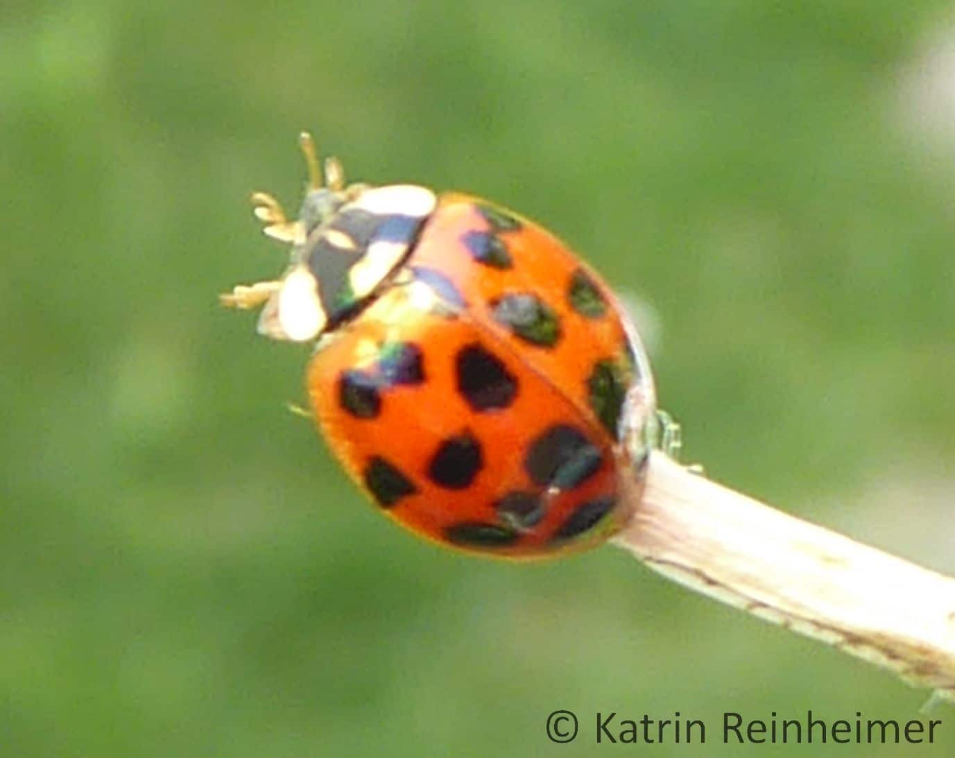 Roter Marienkäfer mit schwarzen Punkten Ein roter Marienkäfer mit schwarzen Punkten.