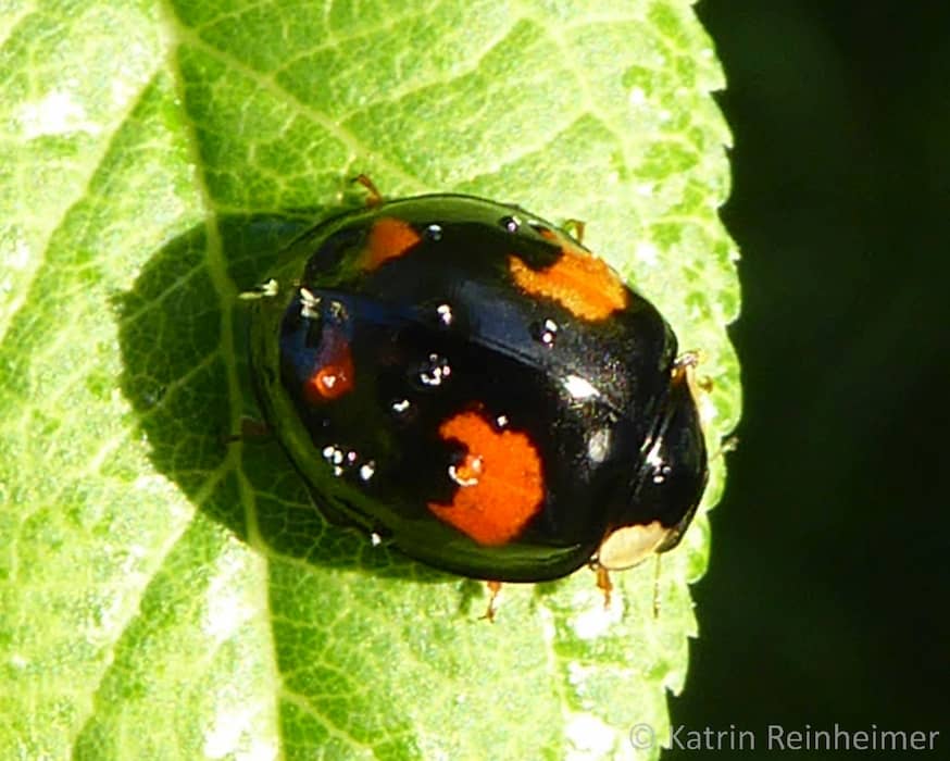 Ein schwarzer Marienkäfer mit roten Punkten.