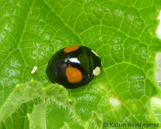 Ein schwarzer Marienkäfer mit orangen Punkten.