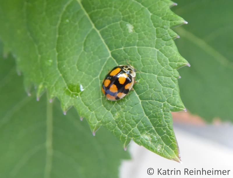 Ein schwarzer Marienkäfer mit orangen Punkten und weißem Rand.