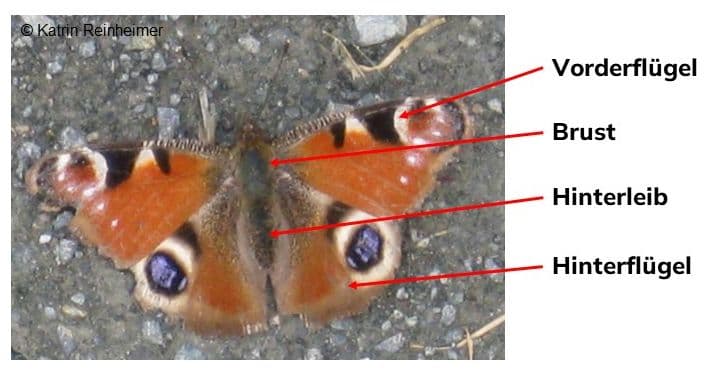 Tagpfauenauge von oben. Tagpfauenauge von oben.