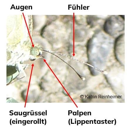 Kopf eines Tagfalters. Kopf eines Tagfalters.
