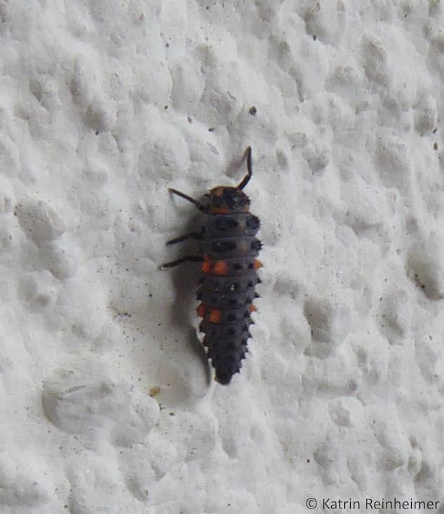 Larve des einheimischen 7-Punkt-Marienkäfers Die Larve des einheimischen 7-Punkt-Marienkäfers ist grau und hat orange Punkte an den Seiten.