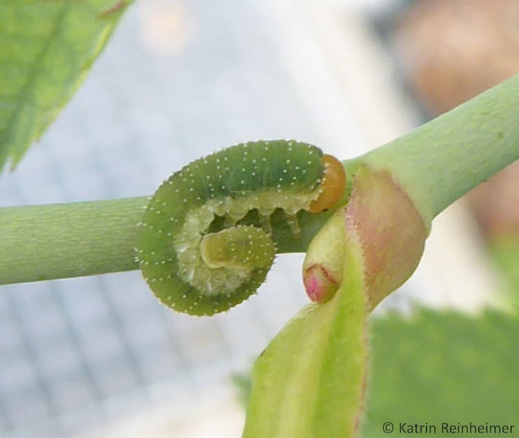 Das ist keine Raupe, sondern die Larve der Rosenblattwespe. Das ist keine Raupe, sondern die Larve der Rosenblattwespe.