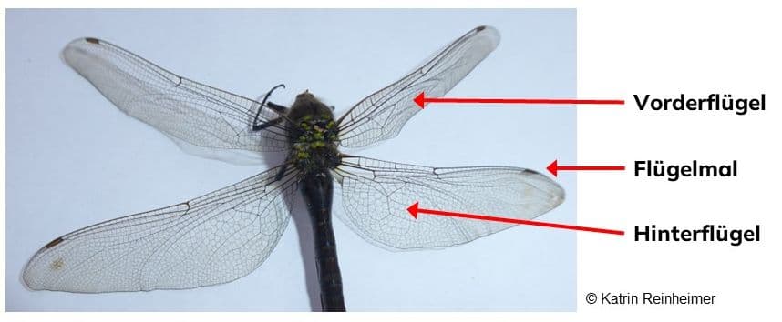 Flügel einer Libelle in Draufsicht. Flügel einer Libelle in Draufsicht.