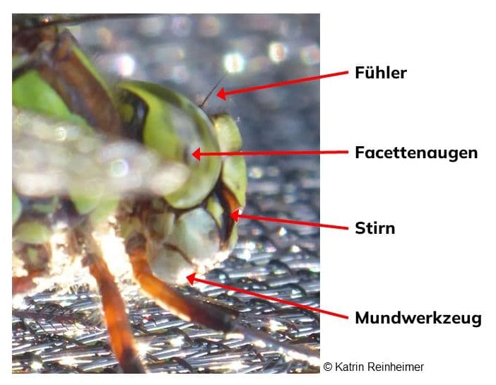 Der Kopf einer weiblichen Mosaikjungfer.