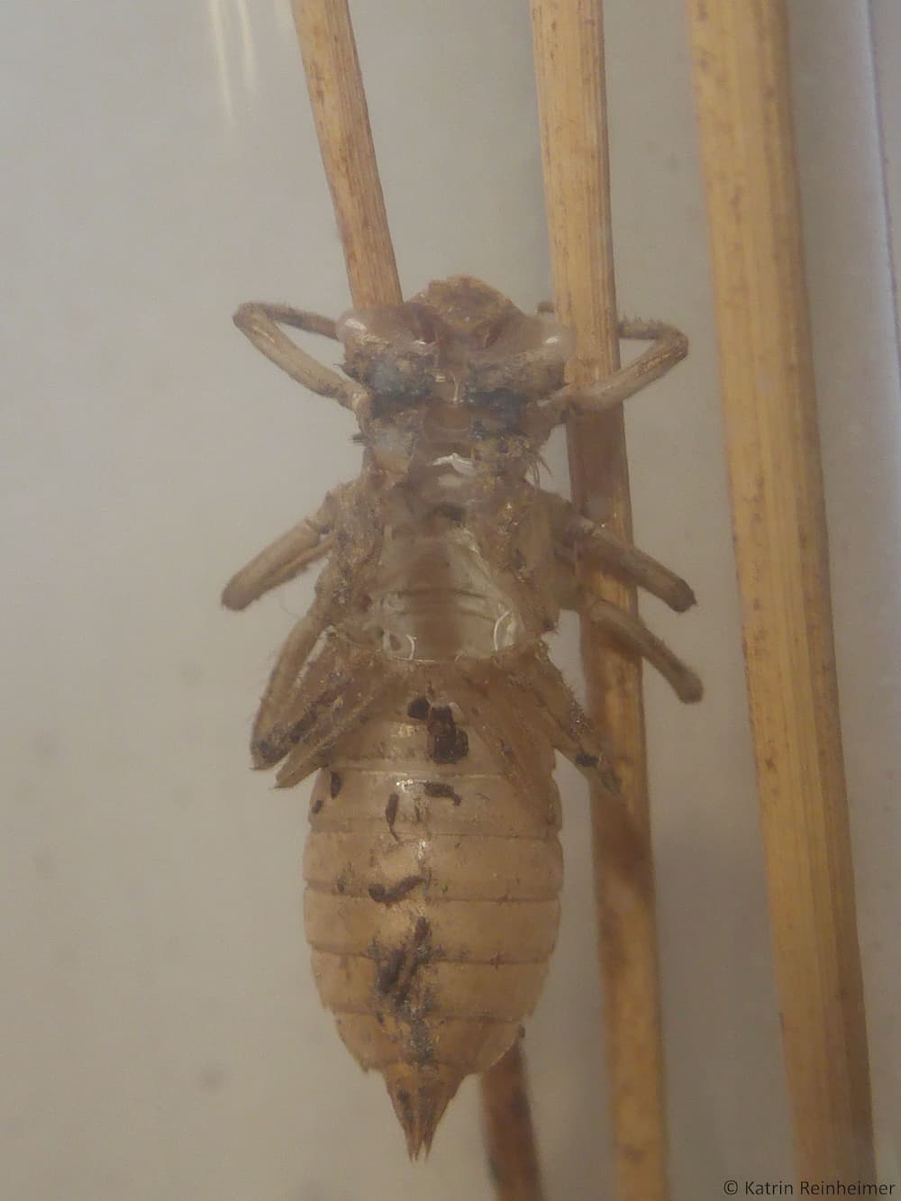 Letzte Larvenhaut einer Libelle. Erkennbar ist das Schlupfloch im Rücken. Letzte Larvenhaut einer Libelle. Erkennbar ist das Schlupfloch im Rücken.