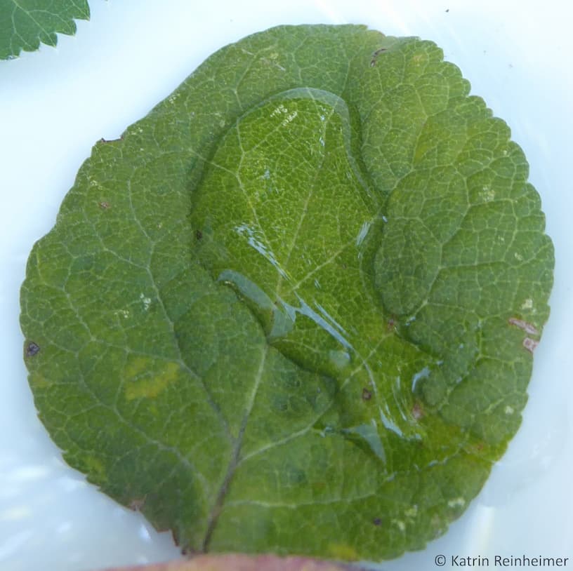 Zum Vergleich: Ein Birnenblatt wird vom Wasser benetzt. Zum Vergleich: Ein Birnenblatt wird vom Wasser benetzt.