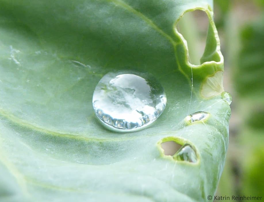 Ein Kohlrabi-Blatt zeigt Lotuseffekt. Ein Kohlrabi-Blatt zeigt Lotuseffekt.