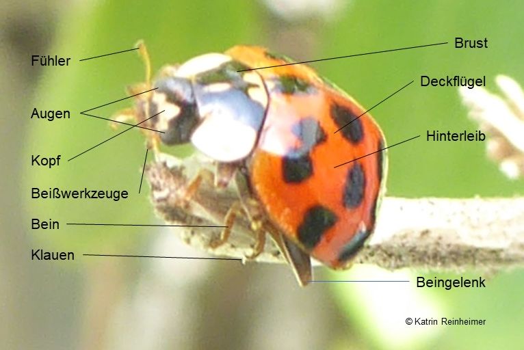 Der erwachsene Marienkäfer: Wie sieht er aus?.