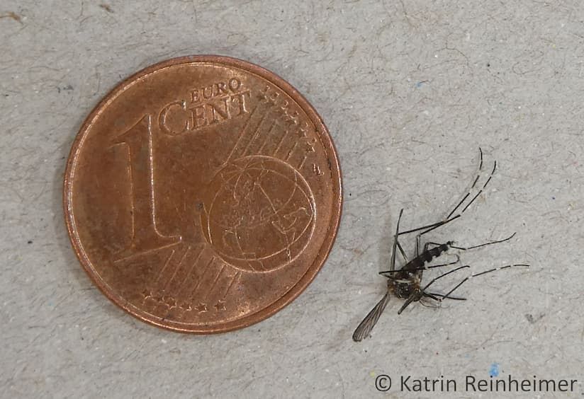 Größenvergleich einer Asiatischen Buschmücke mit einer 1 Cent-Münze.