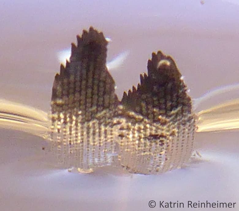 Ein Eischiffchen im Wasser von unten fotografiert.