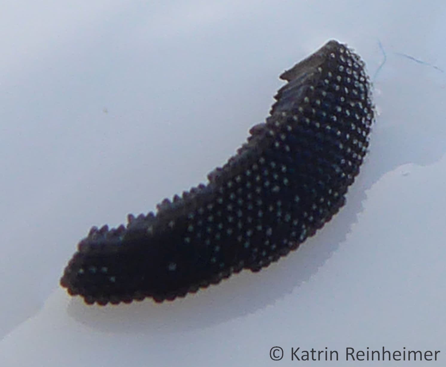 Ein Eischiffchen, das Gelege einer Stechmücke.