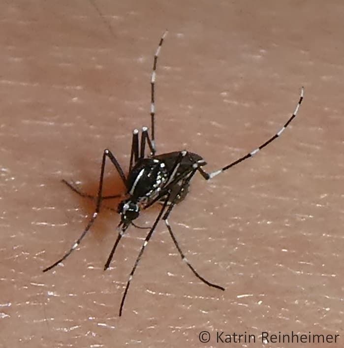 Eine Asiatische Tigermücke, erkennbar an einem auffälligen weißen Streifen auf dem Körper.
