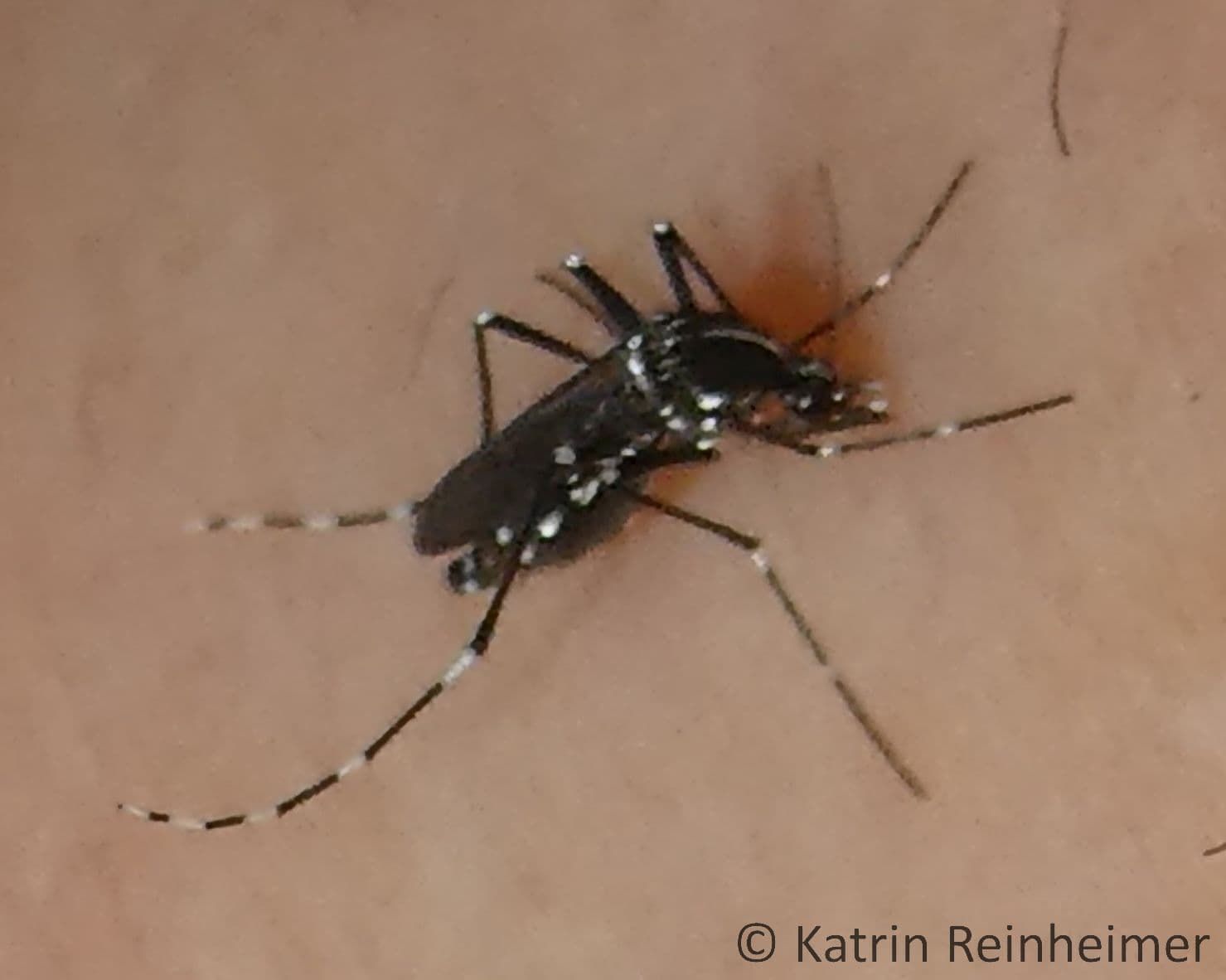 Weibliche Asiatische Tigermücke bei der Blutmahlzeit.
