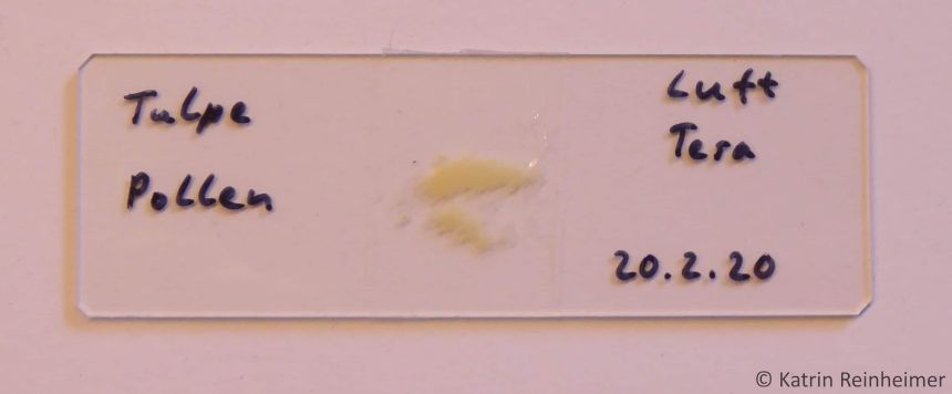 Fertiges Präparat So sieht der fertig beschriftete Objektträger für die Pollensammlung aus.