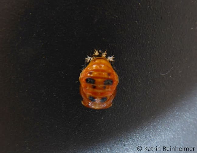 Eine orange Puppe mit wenigen großen schwarzen Flecken.