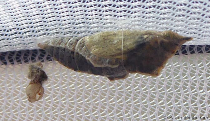 Die Puppe kurz vor dem Schlüpfen. Man erkennt die Flügel und den Körper des Schmetterlings. Die Puppe kurz vor dem Schlüpfen. Man erkennt die Flügel und den Körper des Schmetterlings.