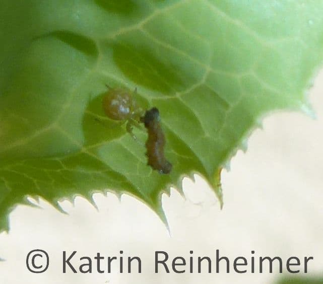 Hier hat eine Spinne eine Raupe erbeutet.